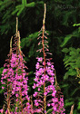 Epilobium angustifolium